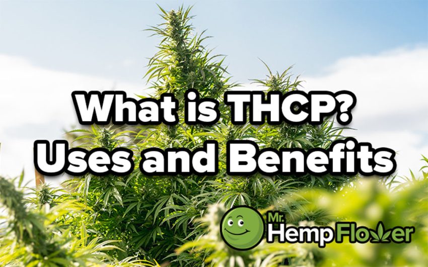 Exploring The Benefits Of THCP: What You Need To Know – Koortwah